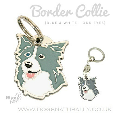 Border Collie Dog Tag (Blue with odd eyes)